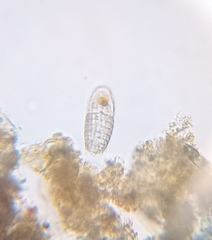 Colepidae
