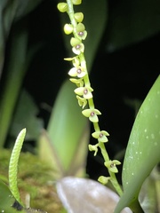Stelis striolata