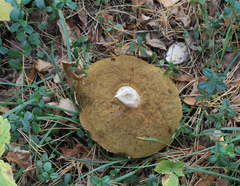 Boletus pinophilus