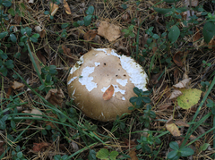 Boletus pinophilus