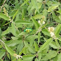 Calliphara excellens