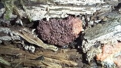 Arcyria stipata