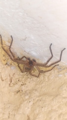 Polybetes rapidus