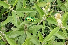 Calliphara excellens