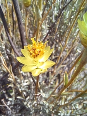 Syncarpha staehelina