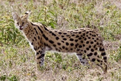 Leptailurus serval lipostictus