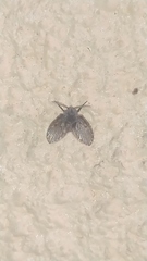 Clogmia albipunctata