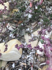 Atriplex prostrata