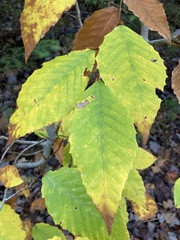 Fagus
