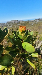 Protea cynaroides
