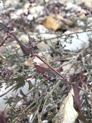 Atriplex prostrata