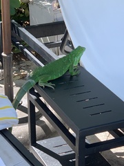 Iguana iguana