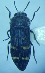 Acmaeoderella flavofasciata