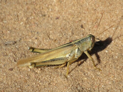 Spotted Bird Grasshopper photo 3