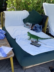 Iguana iguana