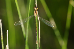 Lestes alacer