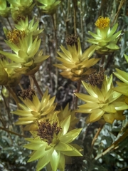 Syncarpha staehelina