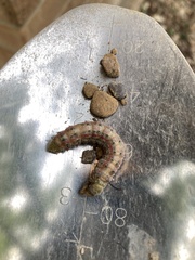 Anisota virginiensis