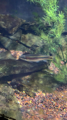 Clinostomus elongatus