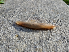 Ambigolimax valentianus