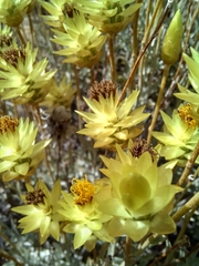 Syncarpha staehelina