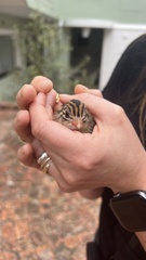 Numida meleagris coronatus