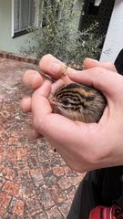 Numida meleagris coronatus