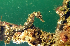 Hippocampus guttulatus