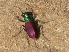 Cicindela scutellaris
