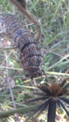 Acronicta insularis