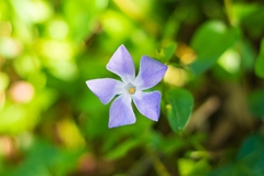 Vinca