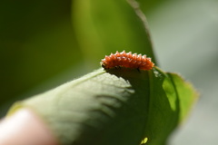 Disonycha discoidea