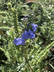 Salvia azurea