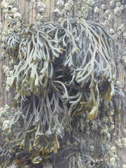 Pelvetia canaliculata