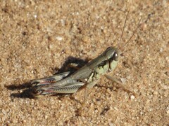 Phoetaliotes nebrascensis