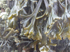 Pelvetia canaliculata