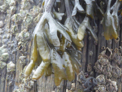 Pelvetia canaliculata