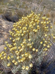 Syncarpha staehelina