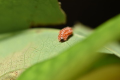 Disonycha discoidea