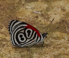 Diaethria clymena