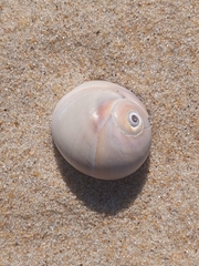 Neverita duplicata