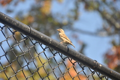 Passer domesticus