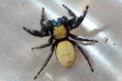 Phidippus nikites
