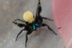 Phidippus nikites