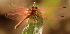 Trithemis arteriosa