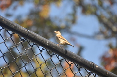 Passer domesticus