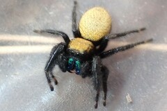 Phidippus nikites