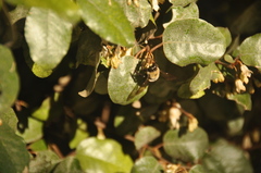 Xylocopa virginica