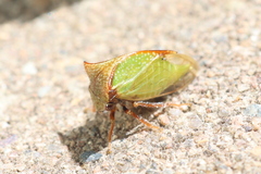 Stictocephala