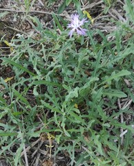 Centaurea aspera